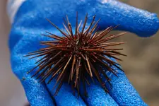 Sea_Urchin.webp