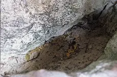 BVIs Gold Find2.webp