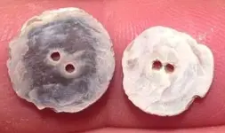 Two Shell Buttons.webp