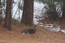 Buck chewing.webp