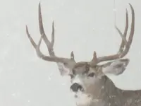 buck big rack.webp
