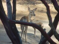 Fawn and Doe in driveway.JPG