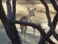 Fawn and Doe in driveway.webp