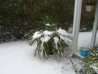 more snow 005.webp