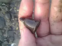 a Bell dirty.webp