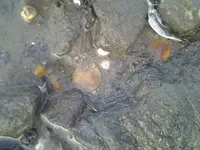 coins sitchu.webp