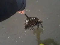 hs crab 2.webp