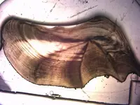black drum 1 (800x600).webp