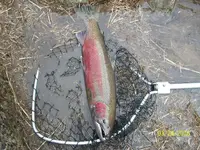 steelhead (1).webp