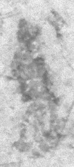nn(1).webp