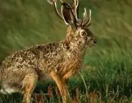 jackalope.webp