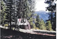 forest.webp
