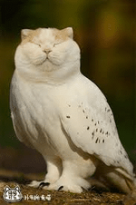 untitledmeowl.png