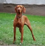 vizsla.webp