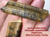 armadillo_tooth.webp