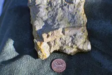 more specimens 027.webp