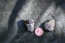more specimens 043.webp