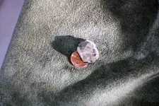 more specimens 016.webp