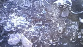 fossils.webp