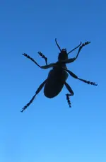 Bug Out 1.webp