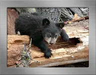 BLACK BEAR CUB SSF JPG.webp