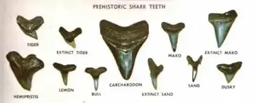 sharksth.webp