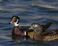 Wood Ducks 10-23-07.webp