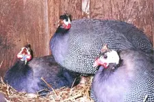 guineas1 (4).webp