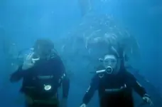 shark.webp