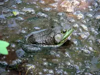 In the Muck.webp