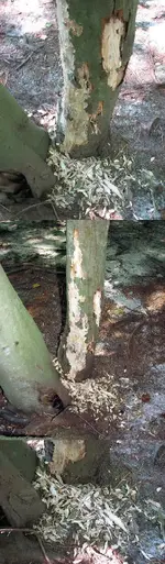 ChewedSwampMaple2.webp
