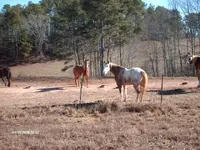 painted horse.webp