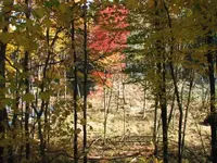 oct field finds 005.webp