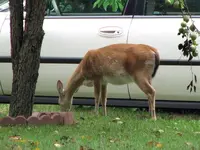 deer1.webp