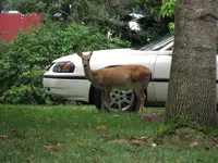 deer2.webp
