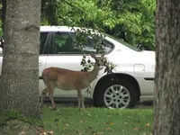 deer3.webp