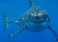 shark.webp