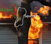 Chicken.webp