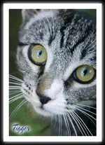 tigger.webp