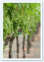 eggfarmvinejpg.webp