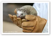 hedgehog.webp
