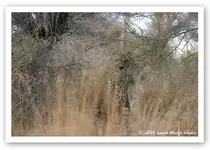 cheetah.webp
