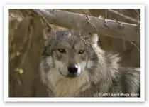 wolf.webp