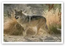 wolf2.webp