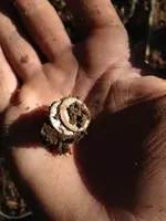 ImageUploadedByTreasureNet.com1429526446.840518.webp