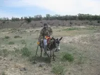 Mule.webp