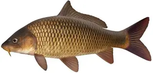 Common-carp-Pat-Tully.webp