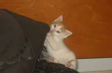 cat4.webp