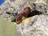 Knife_6_resting_on_rock.webp