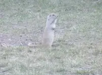 Onlooker.webp